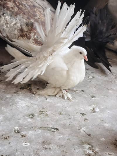 American Fantail Jambo size chiks pair