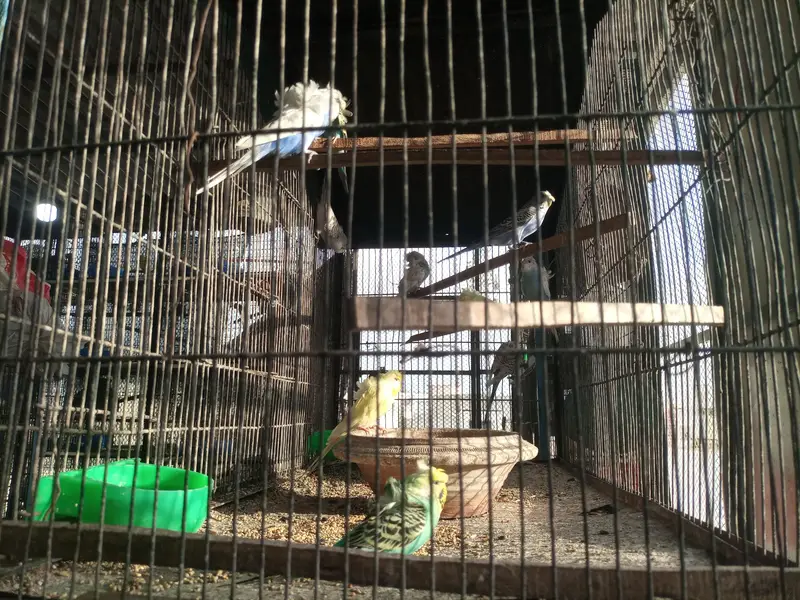 Hogoromo double flower bajri parrot — photo 2