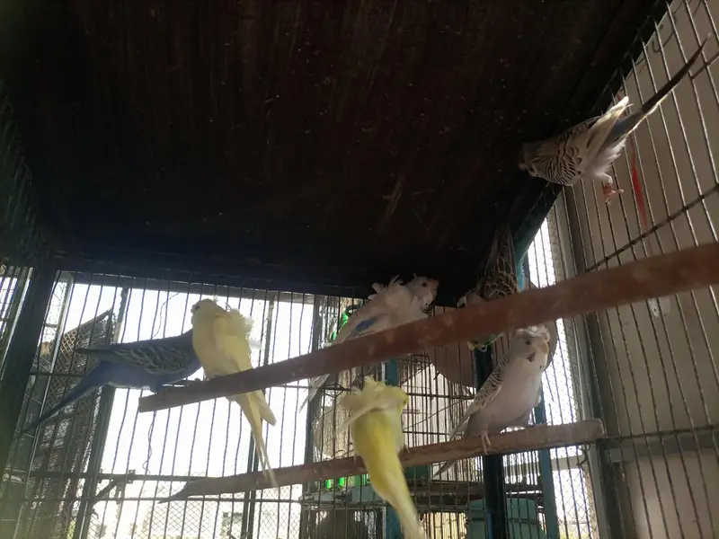 Hogoromo double flower bajri parrot — photo 3