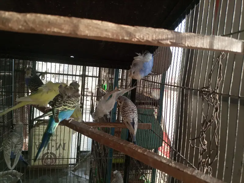 Hogoromo double flower bajri parrot — photo 4