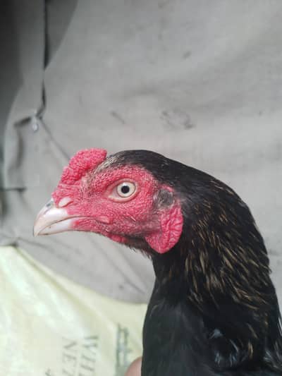sava aseel murga for sale