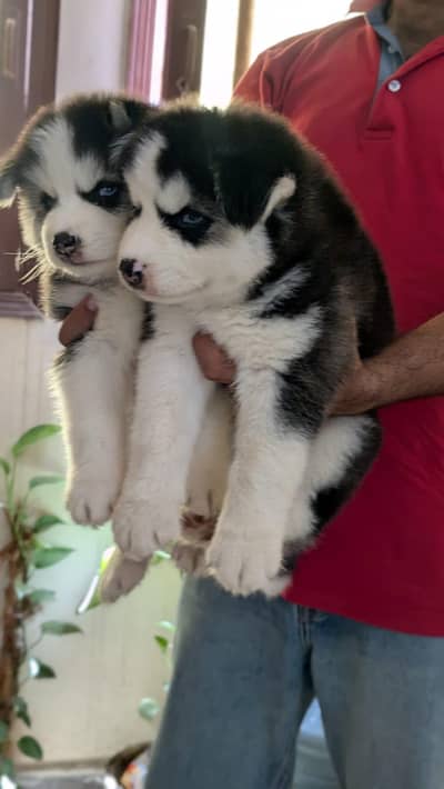 SIBERIAN HUSKY PUPPY