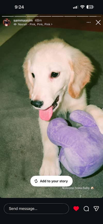 Golden retriever pedigree