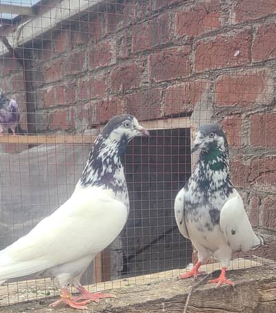 High flying Pairs