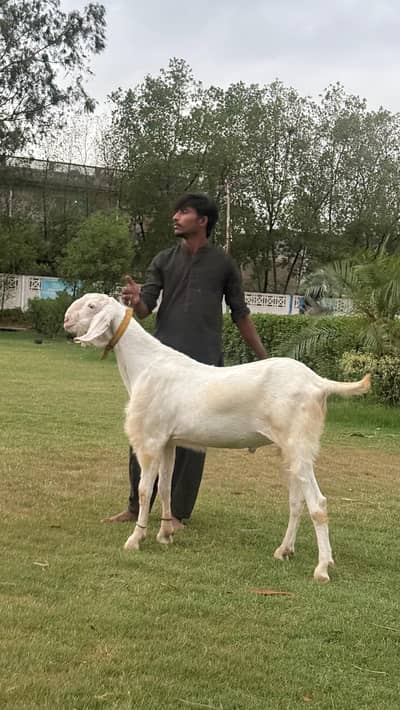 راجن پوری گلابی بریڈر بکرا