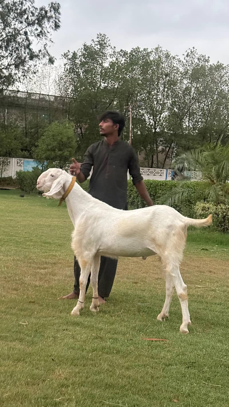 راجن پوری گلابی بریڈر بکرا 0