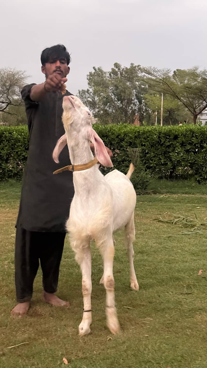 راجن پوری گلابی بریڈر بکرا 2