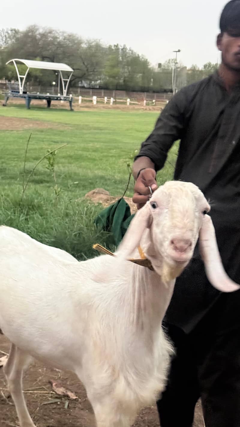 راجن پوری گلابی بریڈر بکرا 3