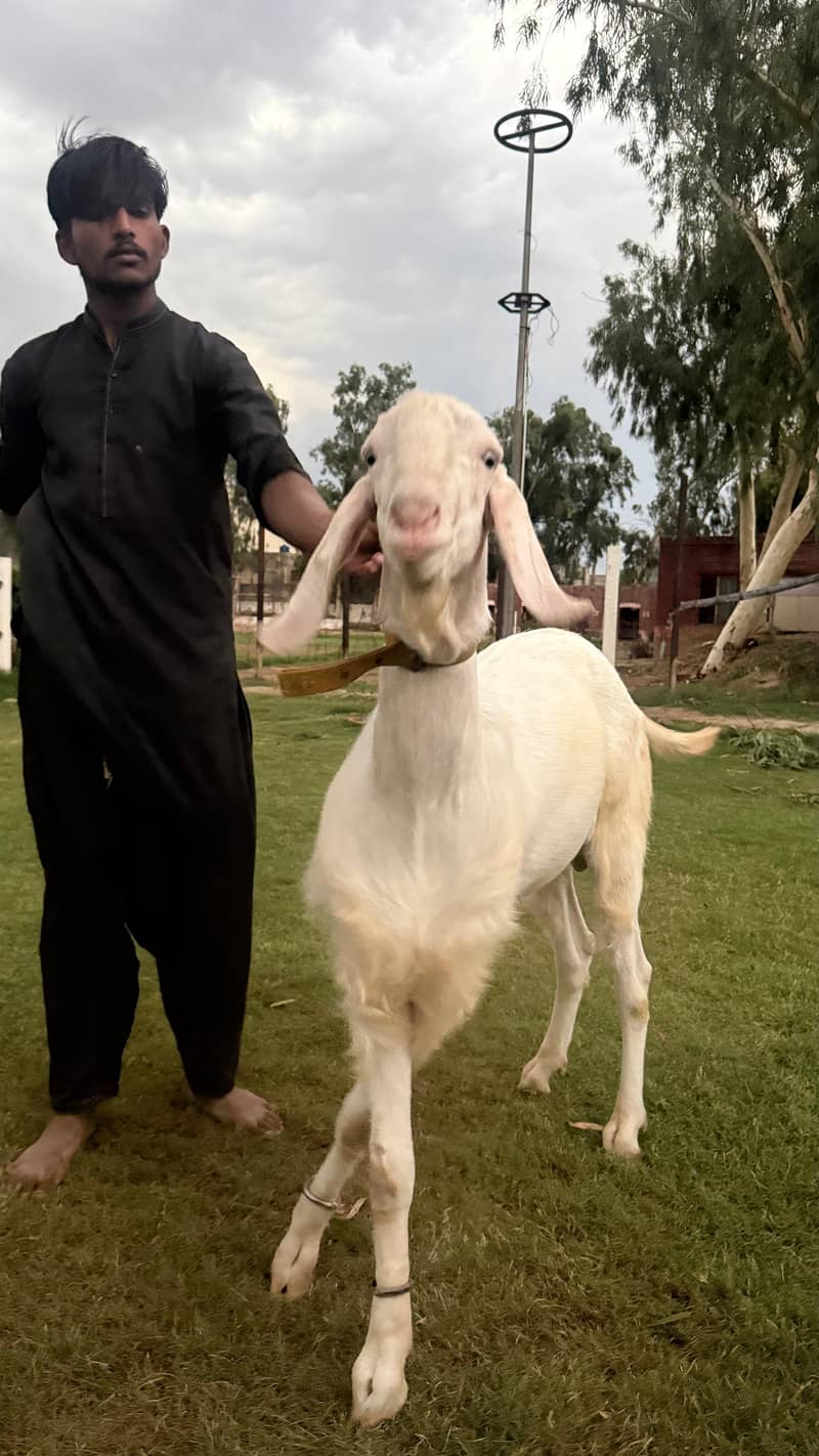 راجن پوری گلابی بریڈر بکرا 5