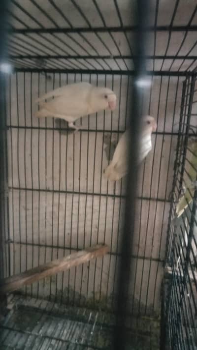 red eyes Latino budgies and love birds read full add