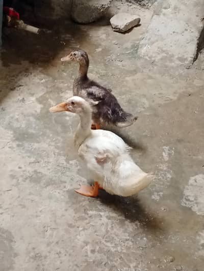 2 Duck seel pair 2000
