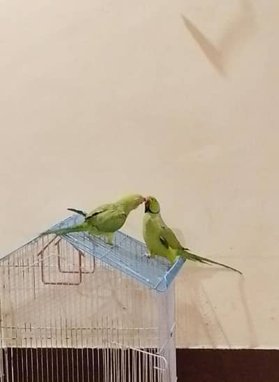 green parrot