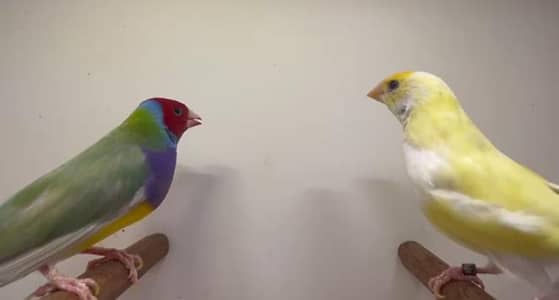 Blue back chicks ,split blue females and split ino x yellow female