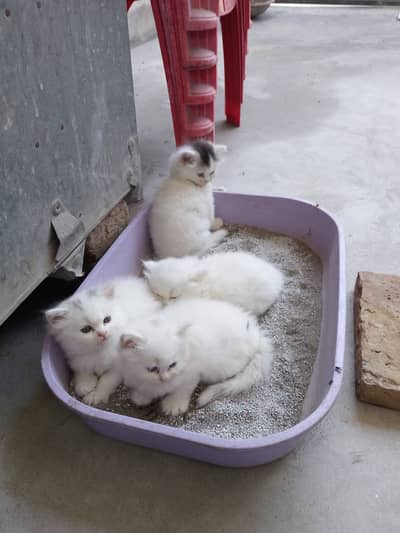 Persian 3 coated