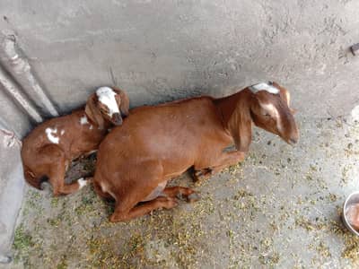 Teddy dogli nasal goat for sale with path