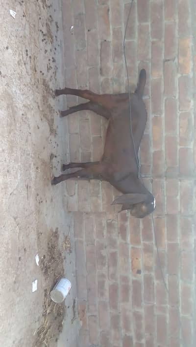 goat baby male Whatsapp 03244695410