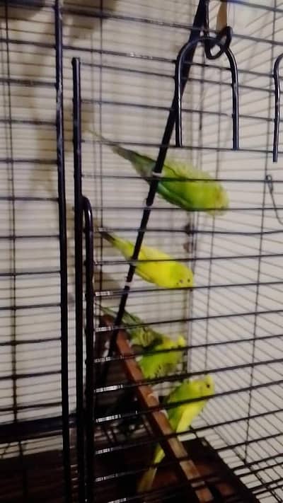 Australian Parrot Love Bird's