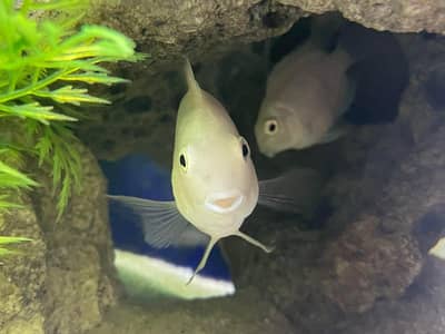 Breader Pair Available for sale