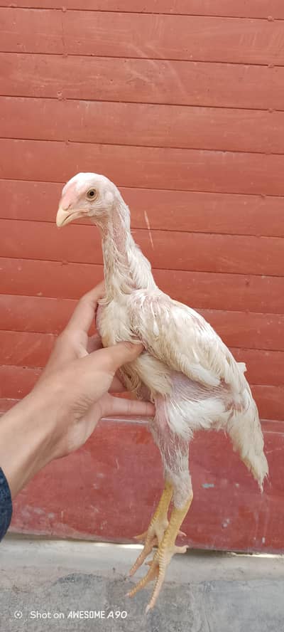 King German white O Shamo