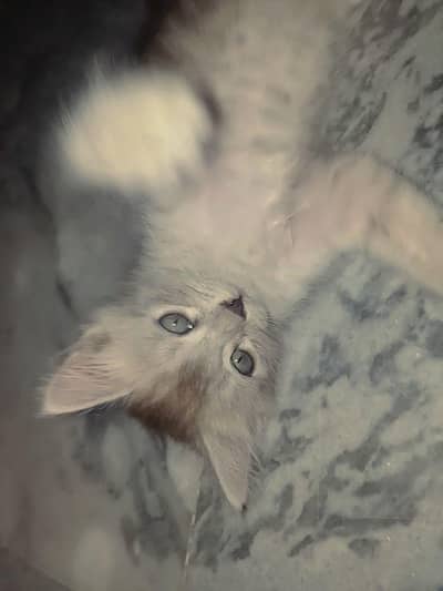 persian cat