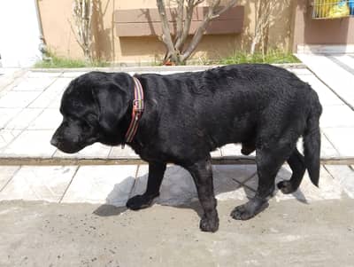Black Labrador