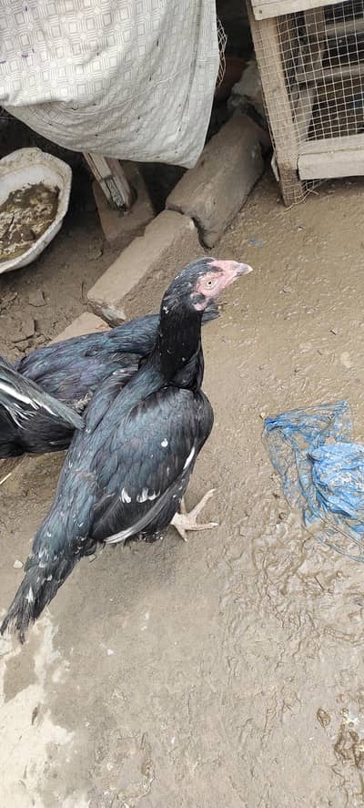 aseel mushki madyan far sell