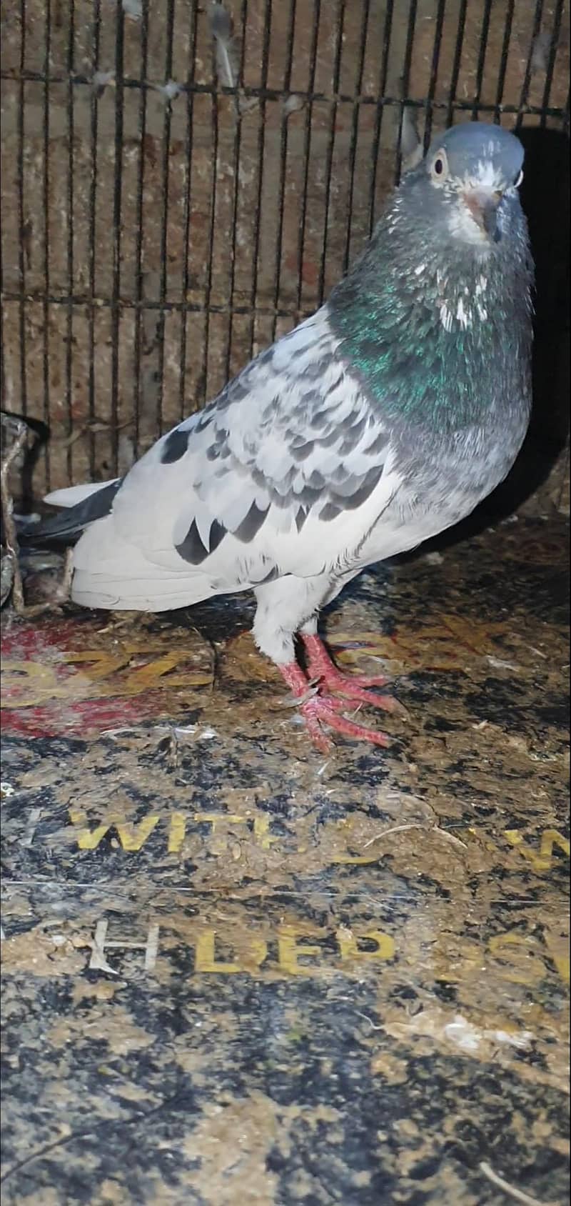peigon 7