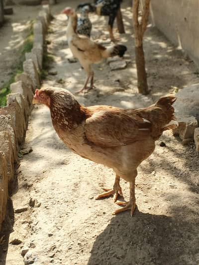 aseel Hens For sale