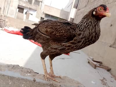 breeder aseel hen