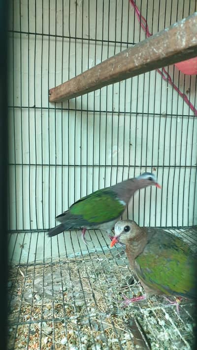 Emerald Dove