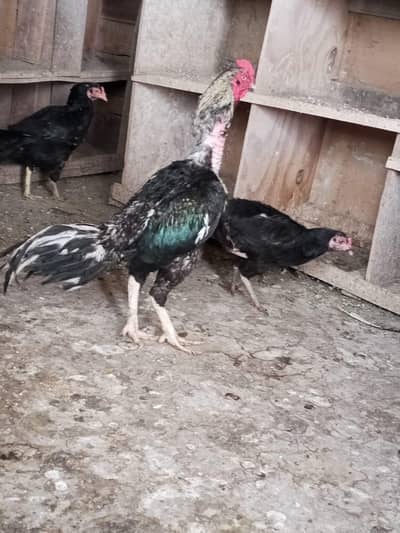 Aseel Mianwali Breed (1 Male + 3 Females) - Top Quality Setup