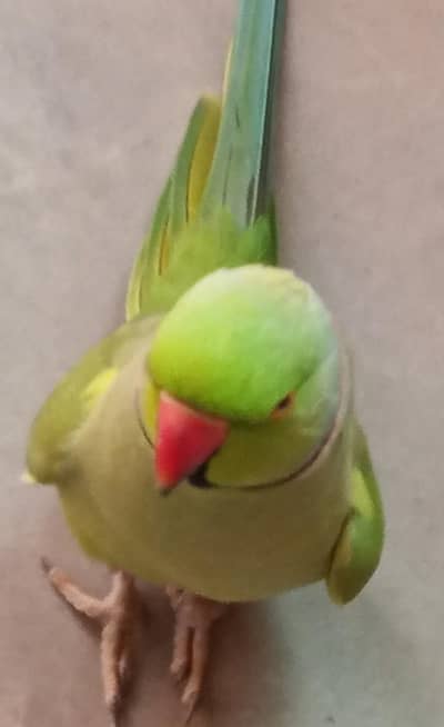 talking