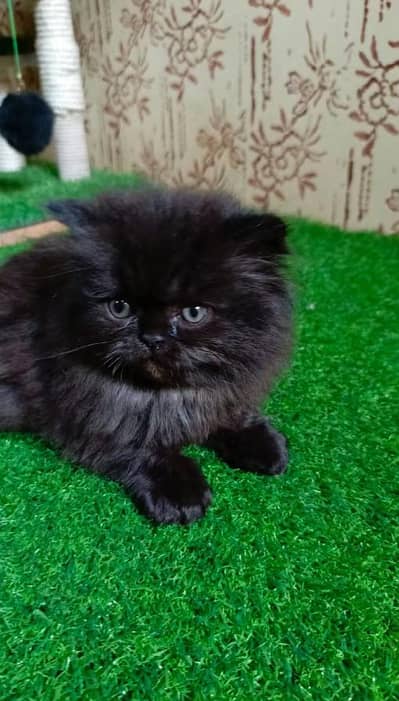 Persian cat for my sale my Watsap Number 0324*3829803