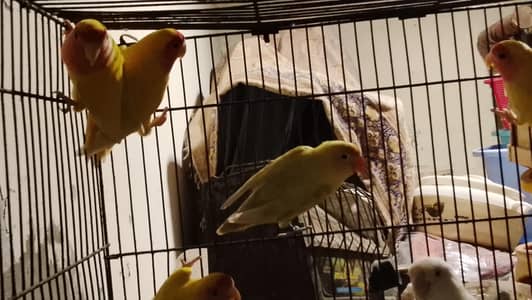 lovebirds (lituno albino pestelino)