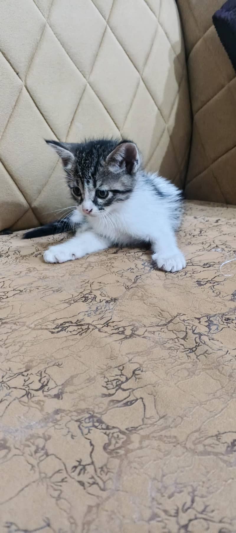 kitten 0