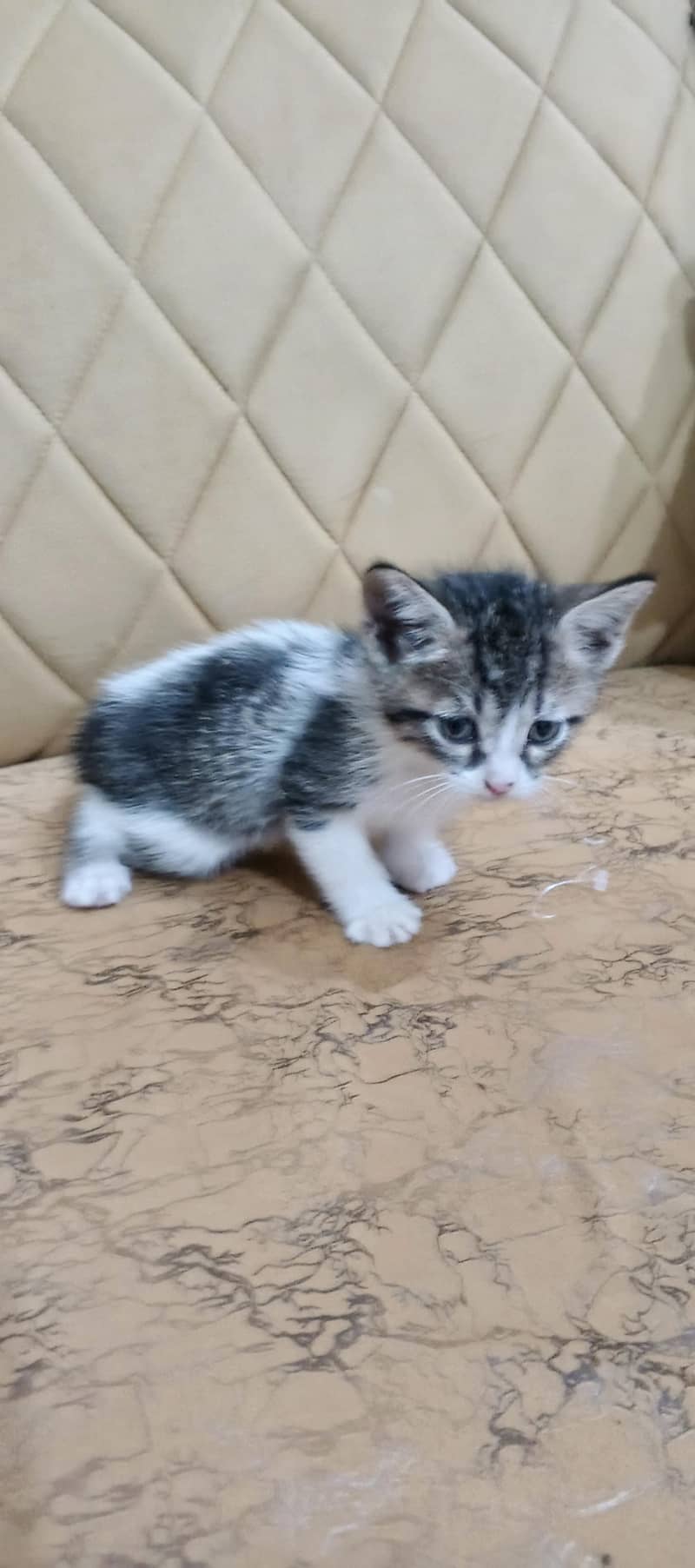 kitten 1
