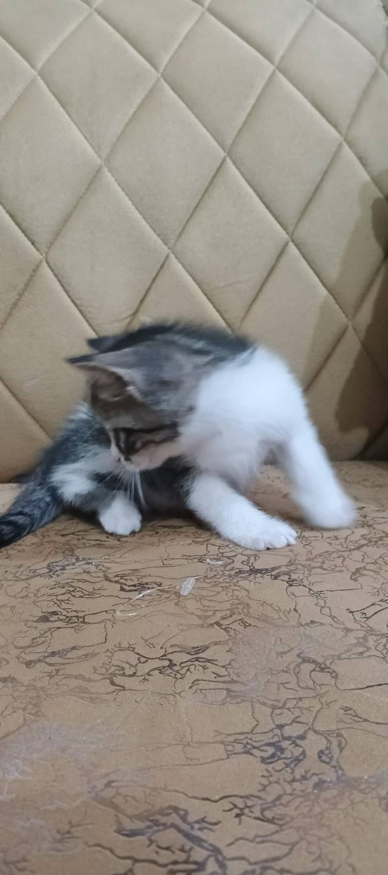 kitten 2