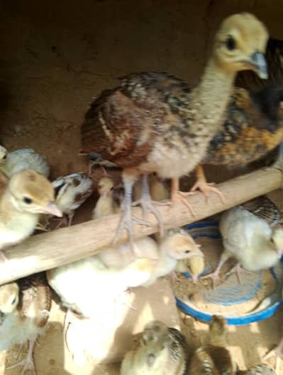 pecock chiks