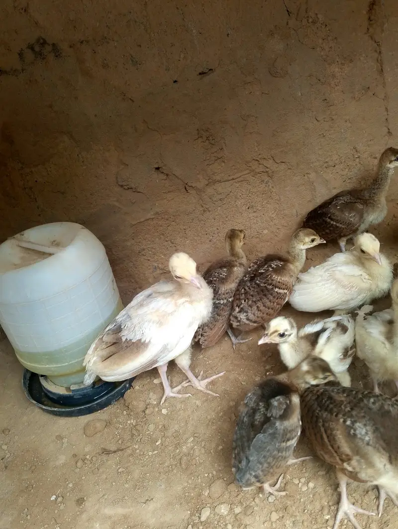pecock chiks — photo 2