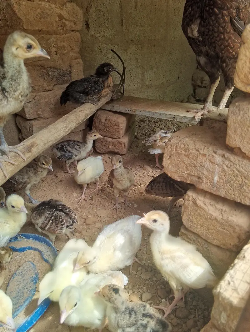 pecock chiks — photo 3