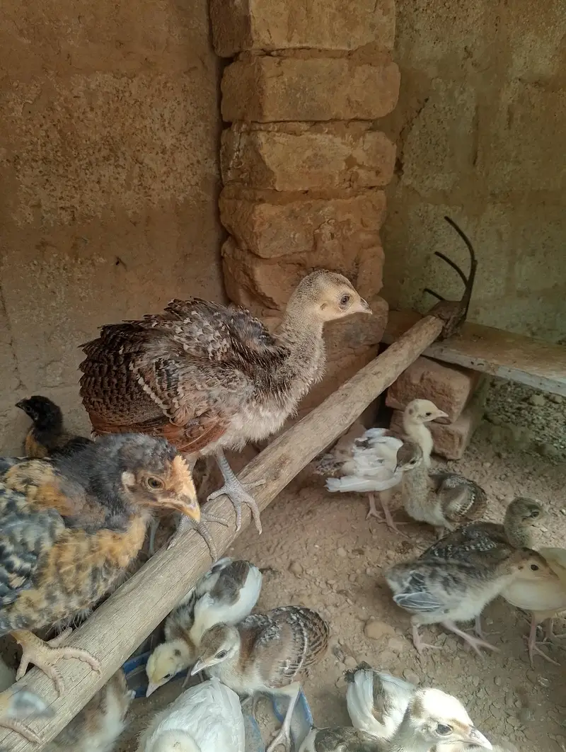 pecock chiks — photo 4