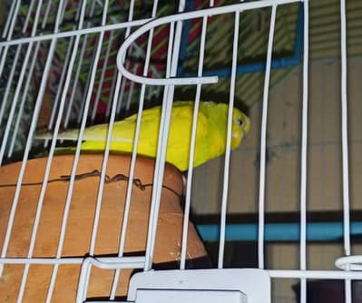 Beautiful budgies pair 