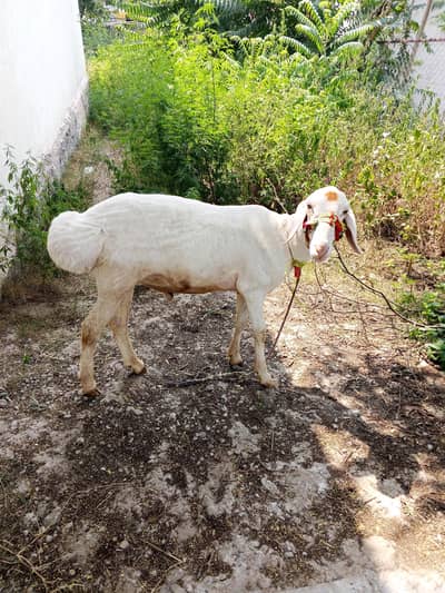 dumba for sale (03165406701)