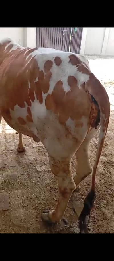 برائے فروخت