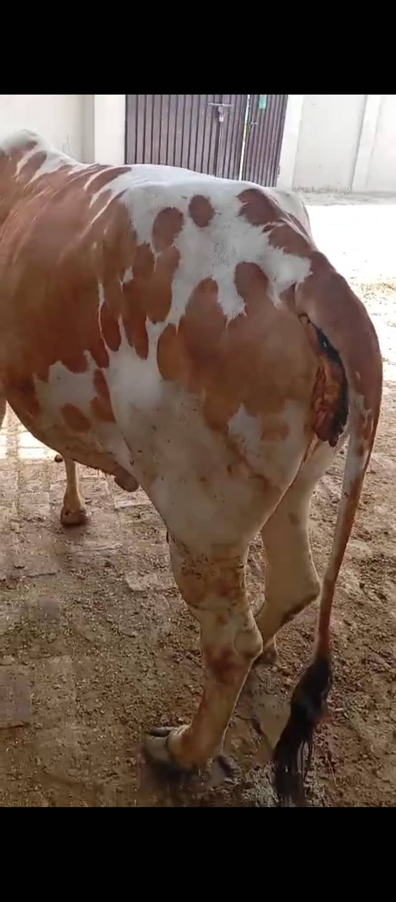 برائے فروخت 0