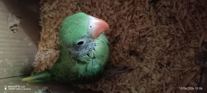 Healthy and Active Kashmiri Raw (Alexandrine) Baby Parrot for Sale! 