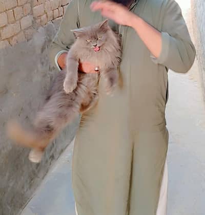 Persian cat  and new baby cat  for sale
