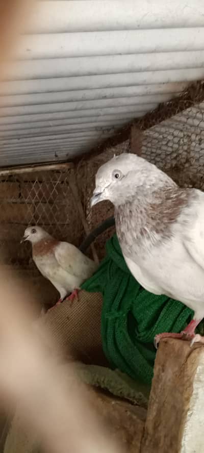 lakha pigeons pair for sale