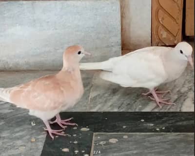Beautiful Kumri/Dove Baby Pair for Sale