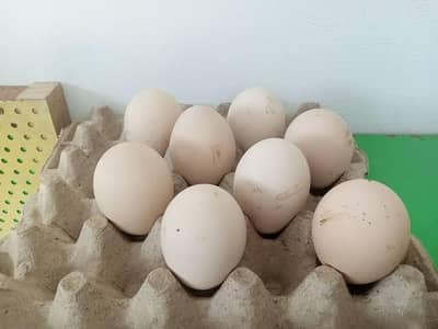 Peacock fertile eggs